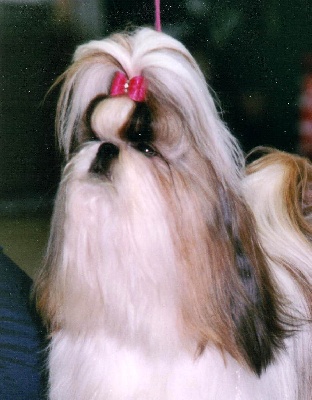 Du konowane - MEILLEUR FEMELLE SHIH TZU 2007