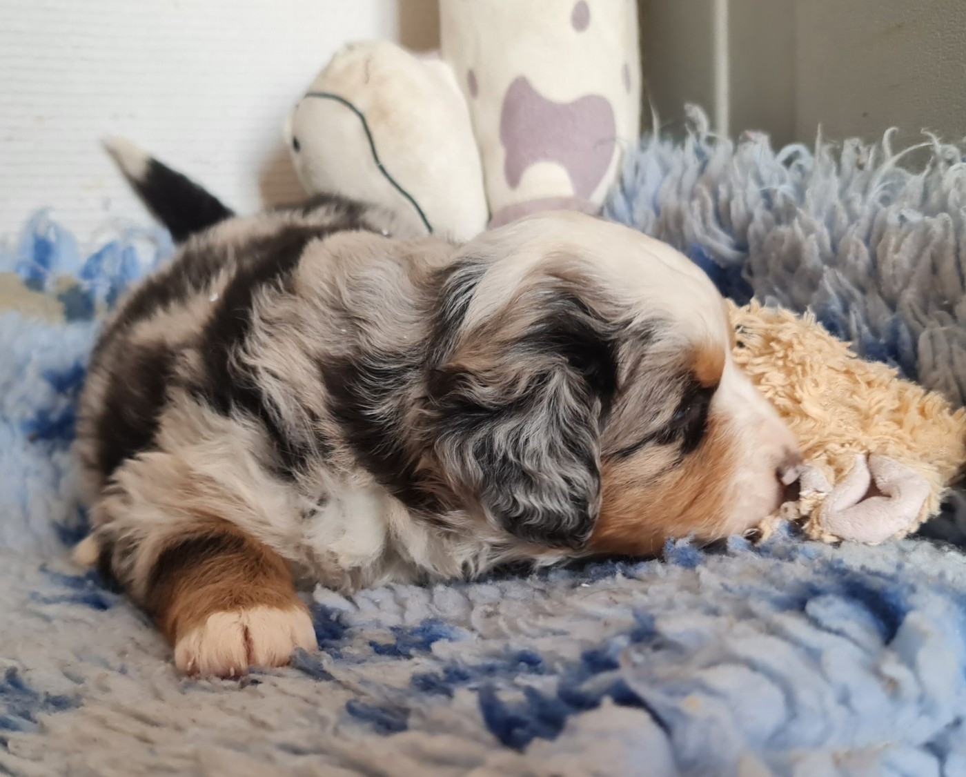 Naissance de 5 chiots berger américain miniature