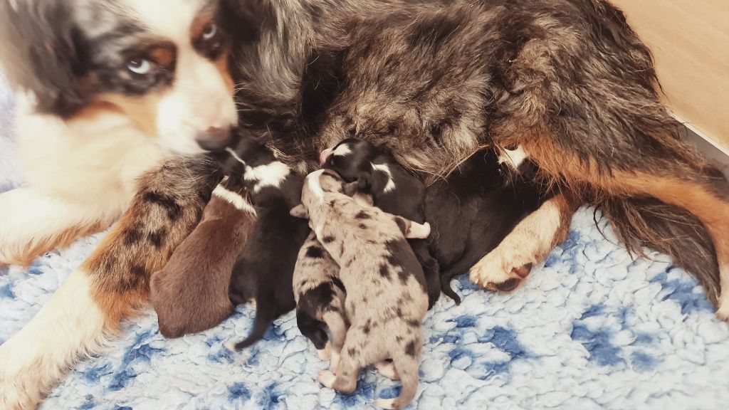 Chiots disponibles à la réservation 