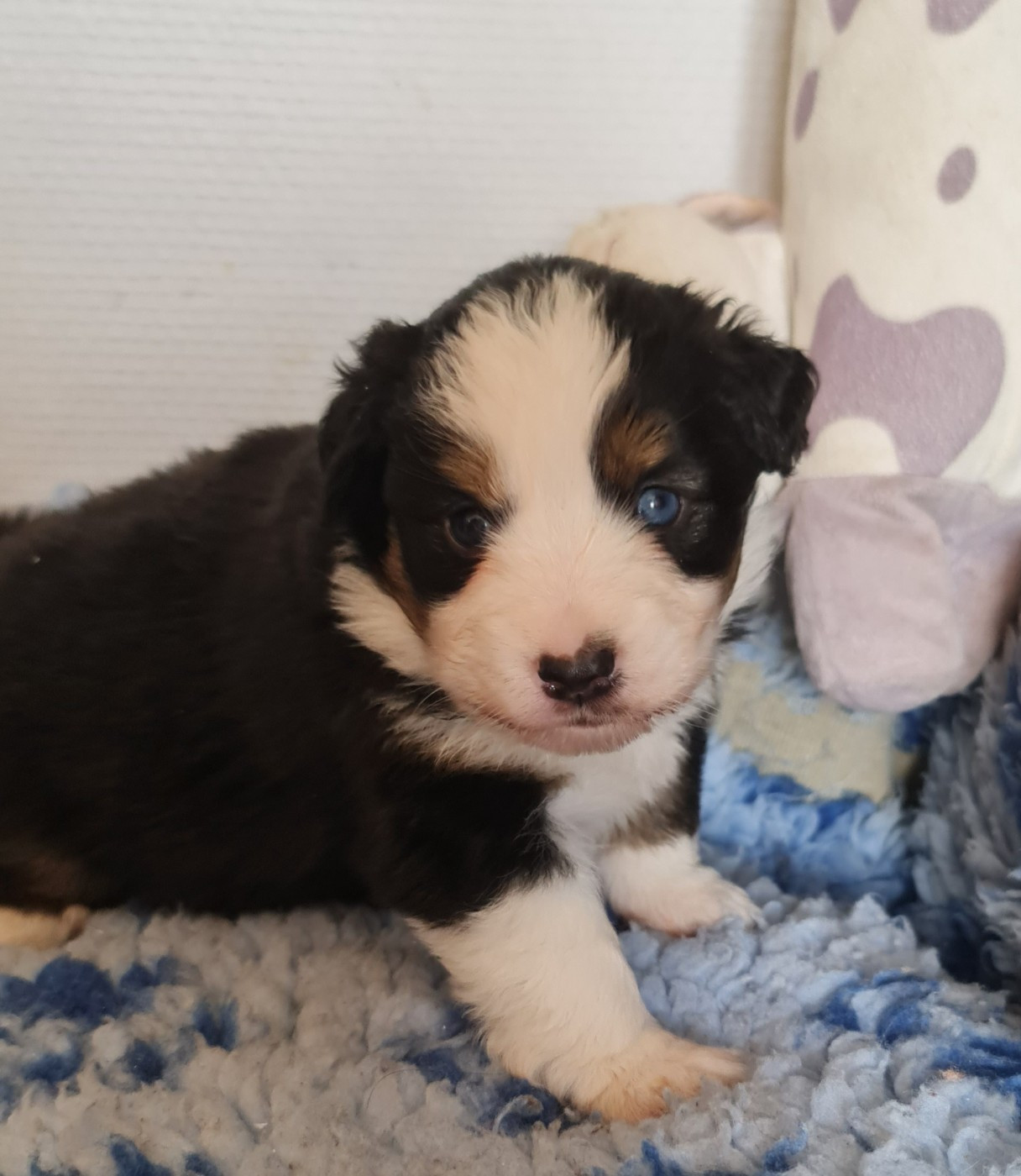 Du konowane - Chiots disponibles - Berger Américain Miniature 