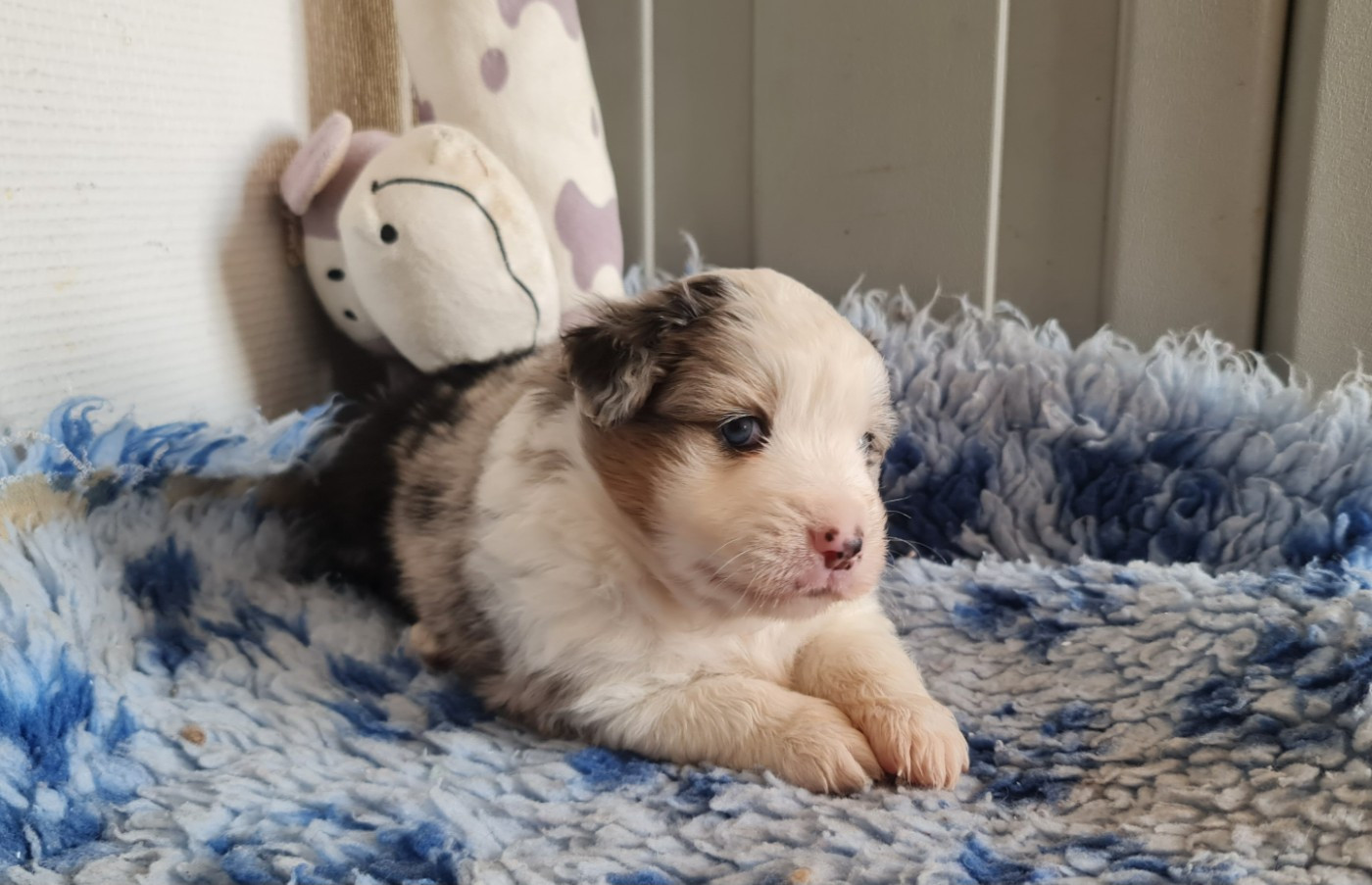 Du konowane - Chiots disponibles - Berger Américain Miniature 