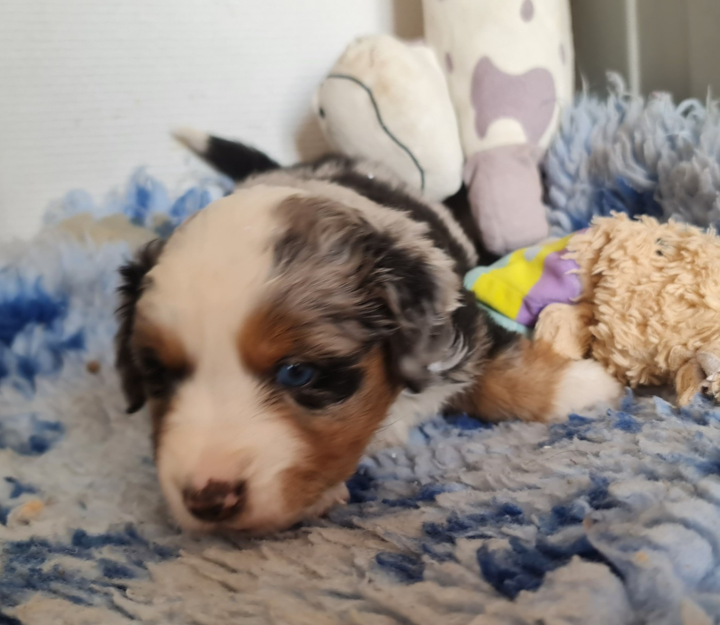 Du konowane - Chiots disponibles - Berger Américain Miniature 