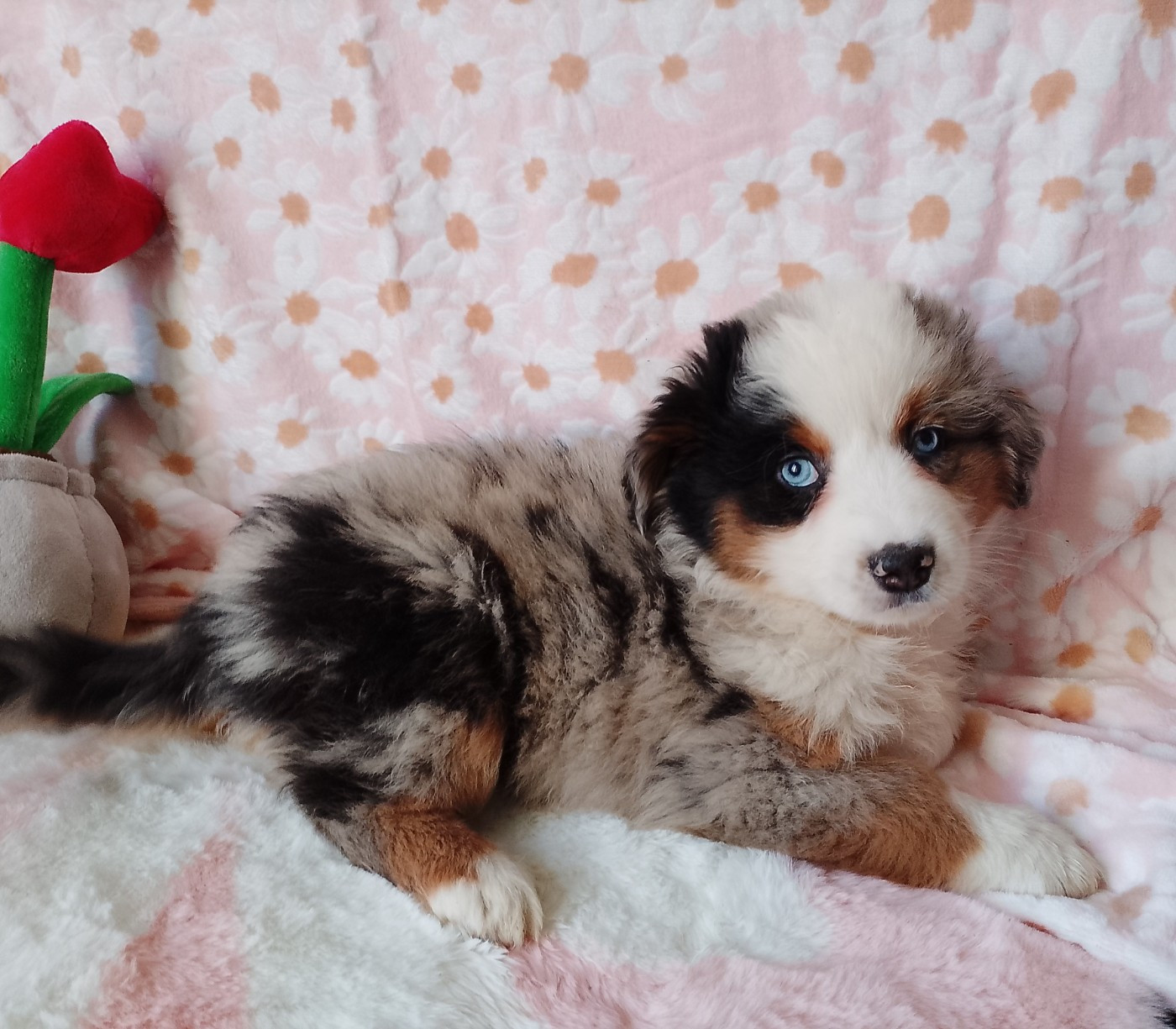 Du konowane - Chiots disponibles - Berger Américain Miniature 